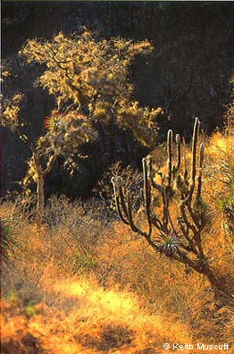 Desert cacti in Maran valley -  Keith Muscutt