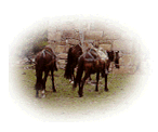 horses.gif (10229 bytes)